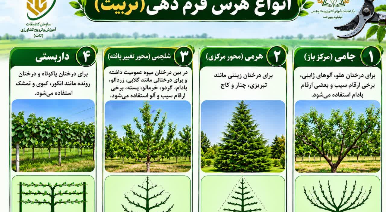 انواع هرس فرم دهی (تربیت)