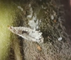 افزایش کارایی و کنترل سپردار واوی سیب با سموم مؤثرتر