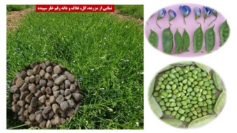 افزایش عملکرد ۱۵ درصدی علوفه با کاشت رقم خلر دیم سپیده در اقلیم گرم و نیمه گرم کشور