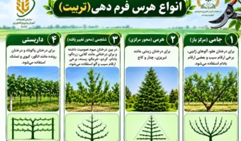 انواع هرس فرم دهی (تربیت)