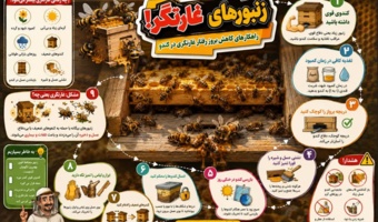 راهکارهای کاهش بروز رفتار غارتگری در کندو
