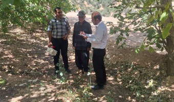 محققان مرکز تحقیقات، روند اجرای طرح ملی مدیریت ضایعات گردو را در باغ‌های استان دنبال کردند