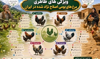 مرغ‌های بومی اصلاح‌نژادشده؛ ظرفیتی برای رونق تولید روستایی