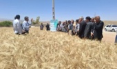 درخشش رقم جدید «رستا» در مزارع الگویی کهگیلویه و بویراحمد