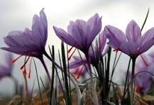 عملکرد اقتصادی ۷ میلیارد ریالی از برداشت گیاه زعفران در کهگیلویه و بویراحمد