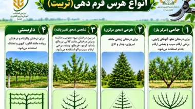 انواع هرس فرم دهی (تربیت)