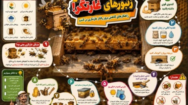 راهکارهای کاهش بروز رفتار غارتگری در کندو