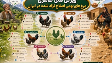 مرغ‌های بومی اصلاح‌نژادشده؛ ظرفیتی برای رونق تولید روستایی